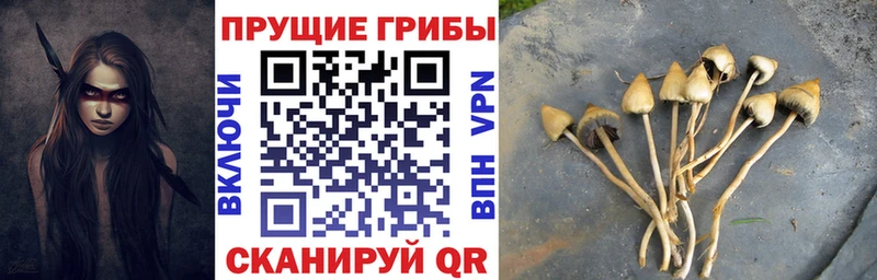 закладка  Дедовск  Псилоцибиновые грибы прущие грибы 